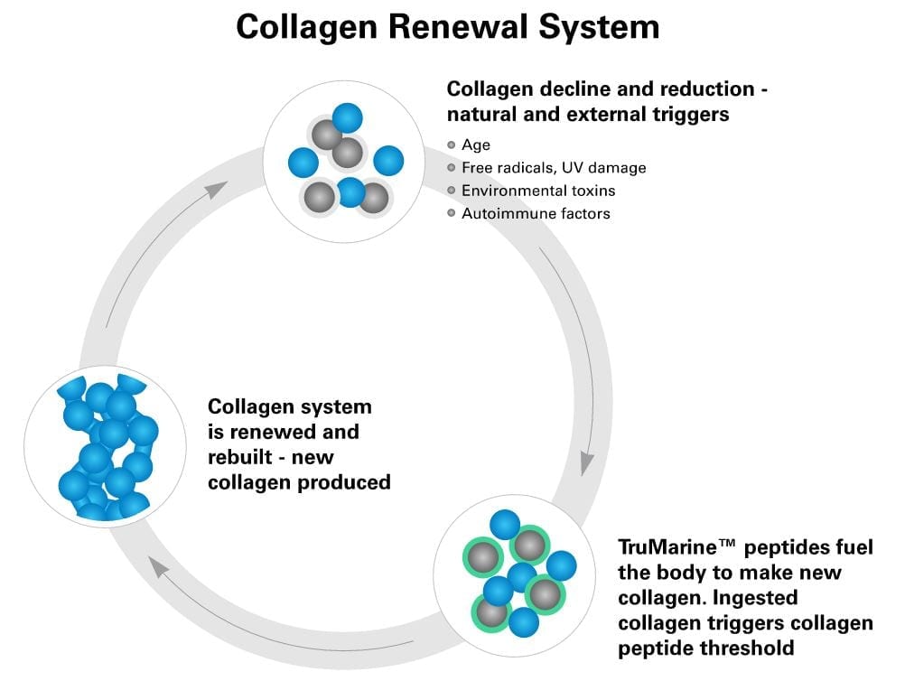 collagen renewal system diagram
