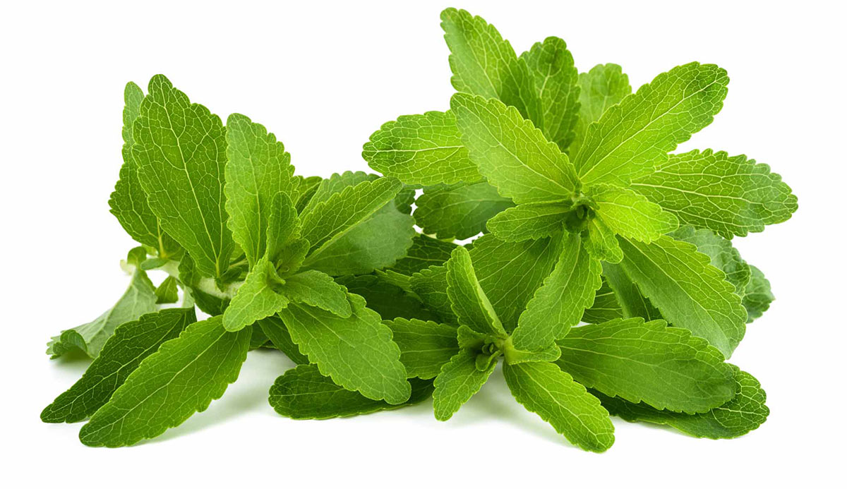 stevia plant