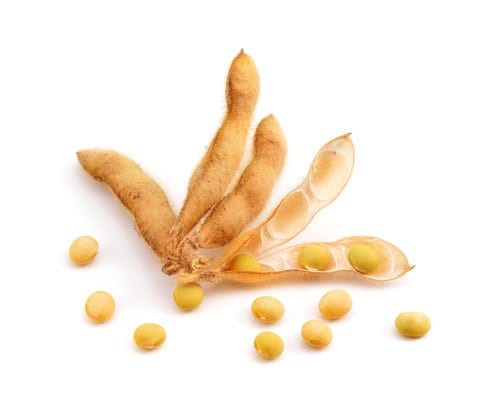 Soy Fiber dried soy beans