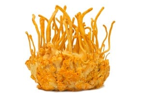 Cordyceps Militaris