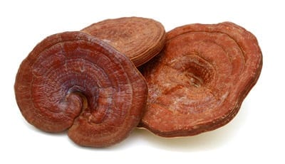 Ganoderma-Lucidum-web Ganoderma Lucidum