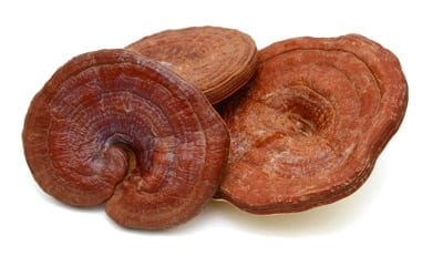 Ganoderma Lucidum