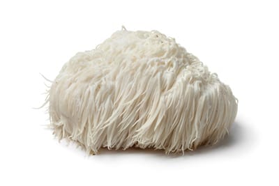 Lion's Mane mushroom