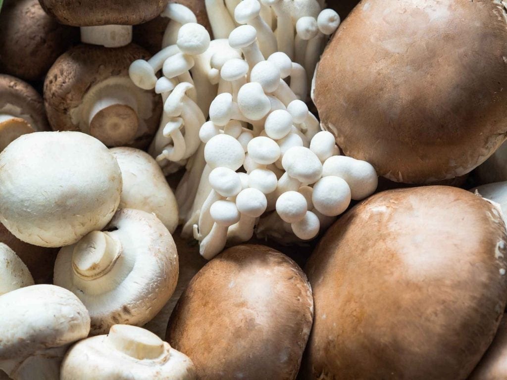 M2i-mushroom-header-web
