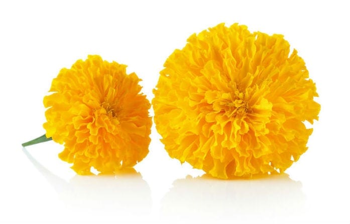 Marigolds marigolds