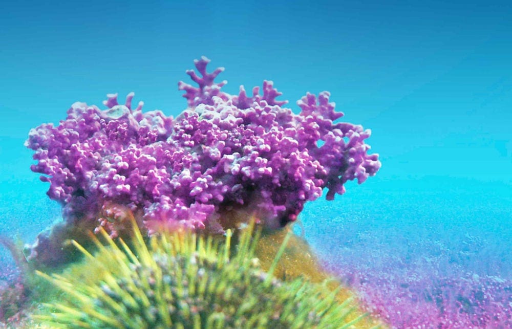 Red Algae Image Main red algae