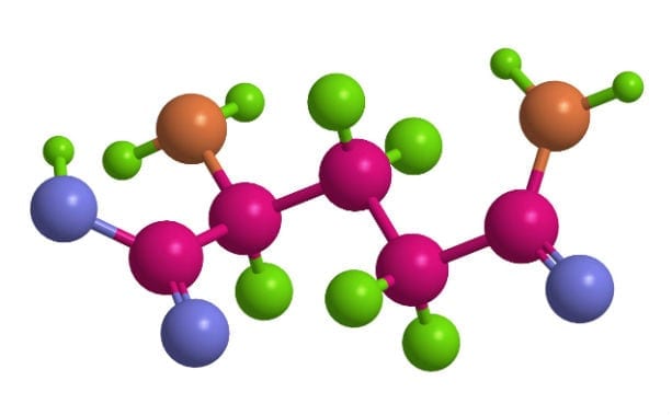 amino acid model