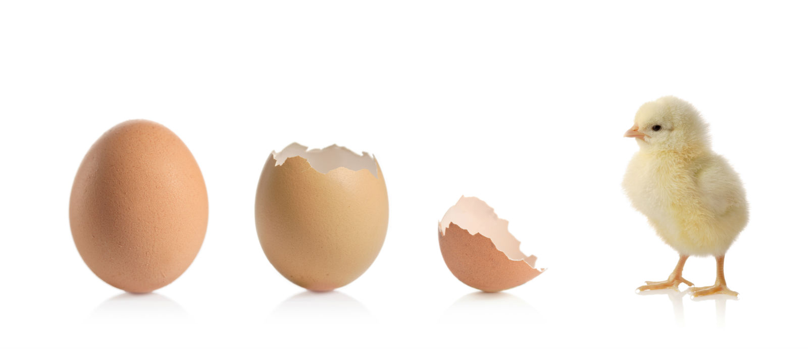 egg and chick