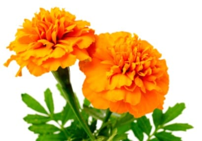 Zeaxanthin is a Carotenoid from Marigold Flowers