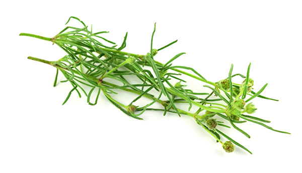 Psyllium-Fiber psyllium plant