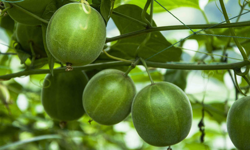 monkfruit on tree