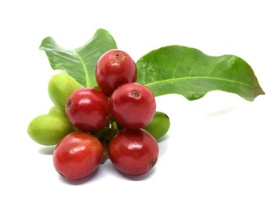 Coffee Fruit