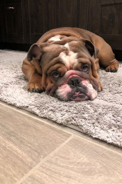 bull dog lying on a rug