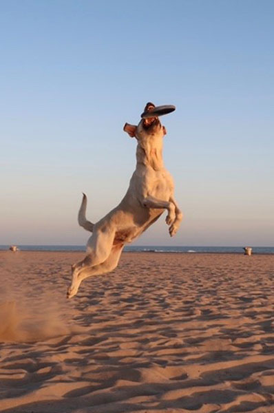 dog leaping to catch frisbee on the beach