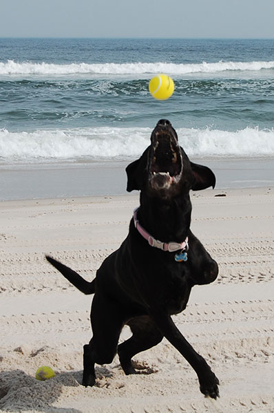 large black dog about to catch a ball on the beach