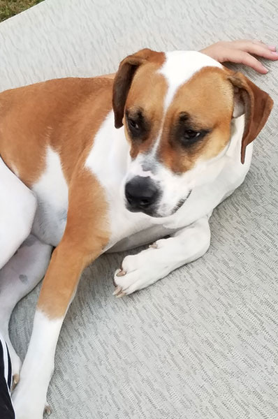 dog lying on side with head up