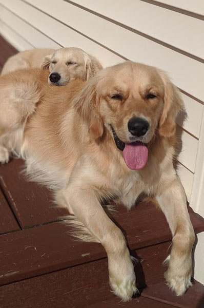 2 dogs lying down on porch, one with its head on back of the other