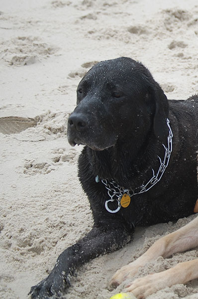 black dog lying on sandy beach