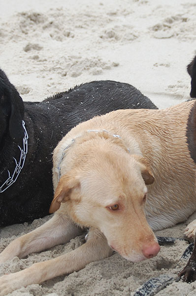 yellow dog lying on sandy beach