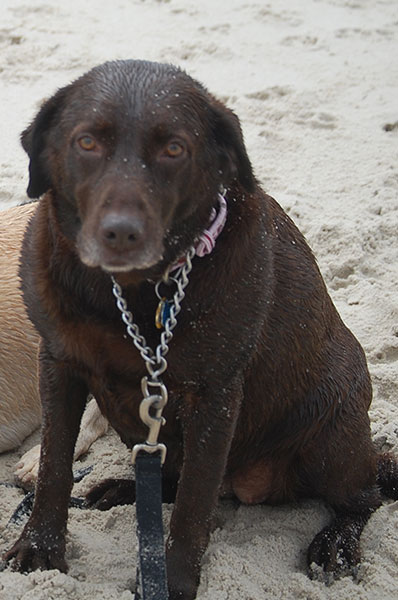 brown lab sitting on sand