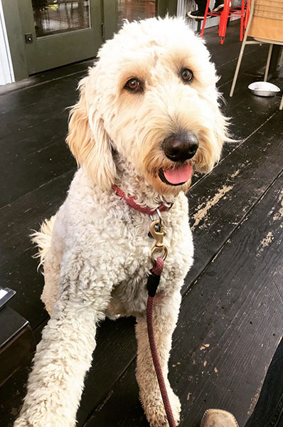 blond poodle sitting on porch