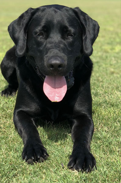 black lab panting, lying on the grass