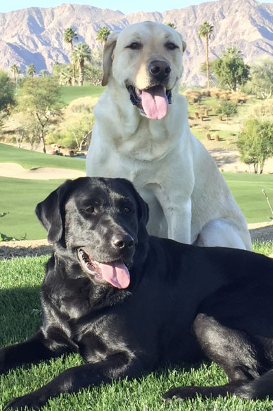 black lab lying on grass, with yellow lab sitting behind him