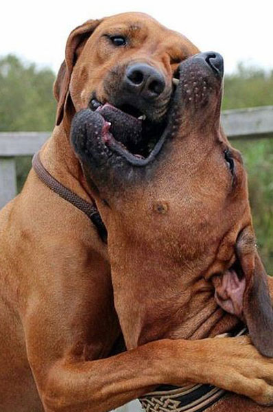 two large reddish-brown dogs playing