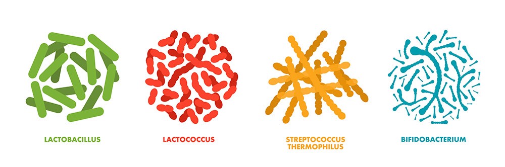 probiotic strains graphic