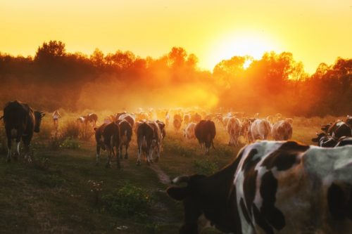 High Gold Cows Colostrum