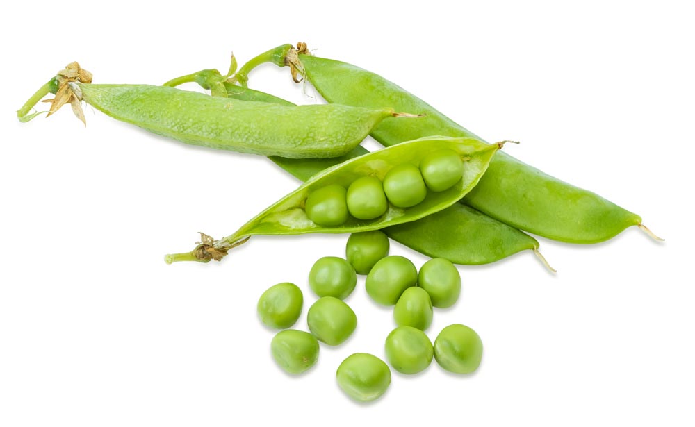 avena fiber