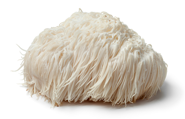 Lions Mane