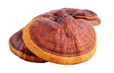 Reishi