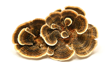 Reishi